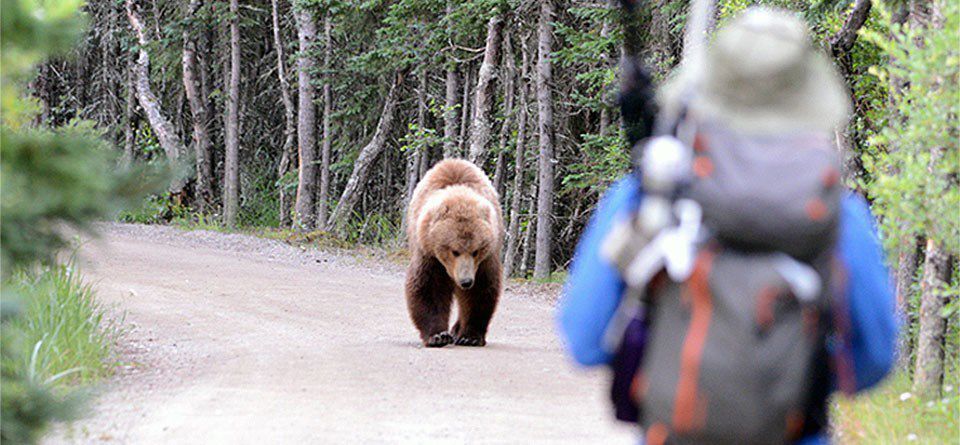 If you encounter a bear